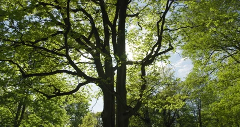 Old oak tree in forest sun shining between branches and green leaves Stock Footage