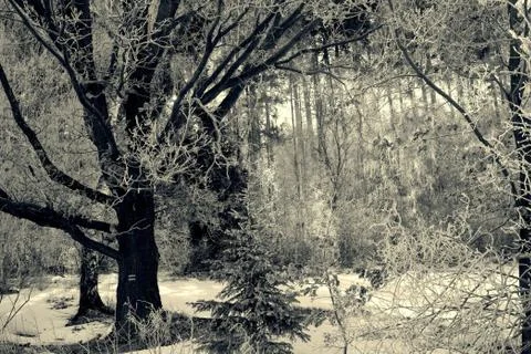Old Oak tree in forest from winter season Stock Photos