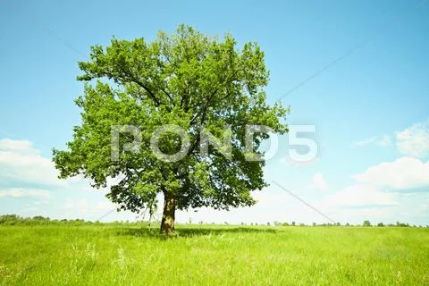 Old oak tree on green meadows Stock Photos