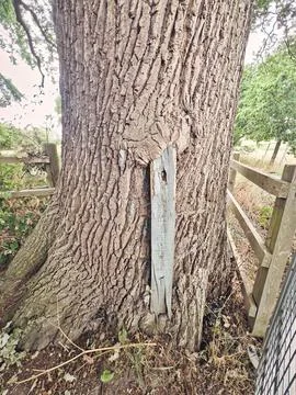 Old Oak Tree growing around a weathered post Stock Photos