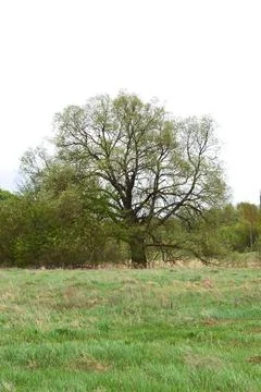 An old oak tree growing in a field in early spring. Stock Photos