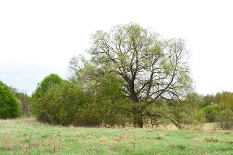 An old oak tree growing in a field in early spring. Stock Photos
