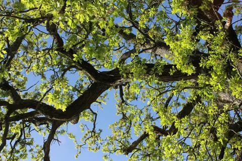 Old Oak Tree Growing in Historic Rural Cemetery. Rural East TX Stock Photos