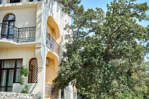 Old oak tree grows through terrace of vintage building Stock Photos