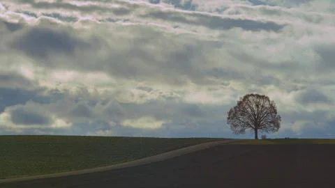 Old Oak Tree On A Hill At Sunset Stock Photos