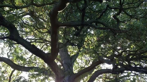 Old oak tree with huge branches Vídeo Stock 72381209