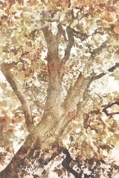 Old oak tree Stock Illustration
