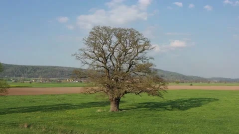Old Oak tree in the Landscape of the Werra Valley Stock Footage 188539123