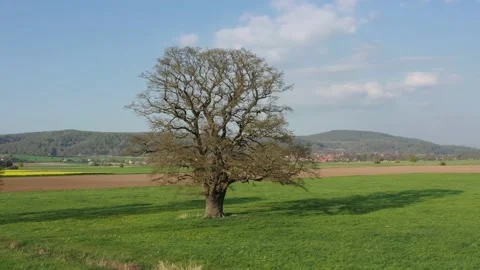 Old Oak tree in the Landscape of the Werra Valley Stock Footage 188539793