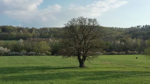 Old Oak tree in the Landscape of the Werra Valley Stock Footage 188540077