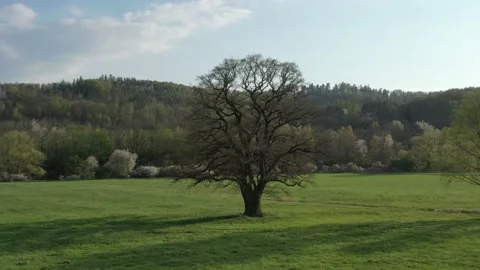 Old Oak tree in the Landscape of the Werra Valley Stock Footage 188558588