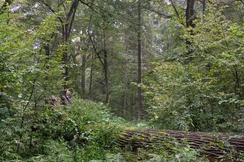 Old oak tree lying in summer forest among hornbeam trees, Bialowieza Forest,  Stock Photos