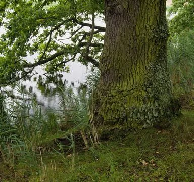 Old oak tree with a massive trunk on the shore of a pond, close up Stock Photos