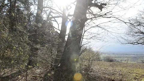 Old oak tree on a meadow in austria Stock Footage 126987325