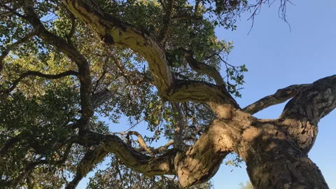 An old oak tree on a meadow with sun shining through branches Stock Footage 261889731