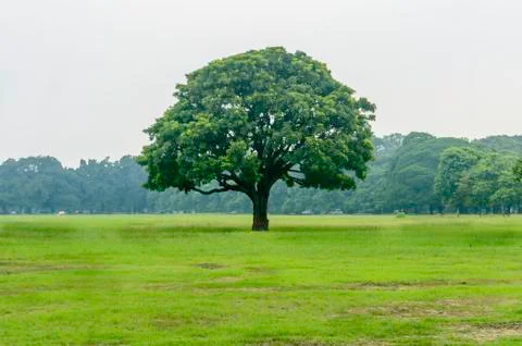 Old oak tree on meadows. Stock Photos