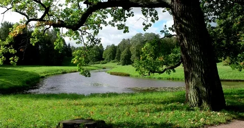 Old oak tree at the meanders of the river, Museum - reserve Pavlovsk, Russia Stock Footage 88802425