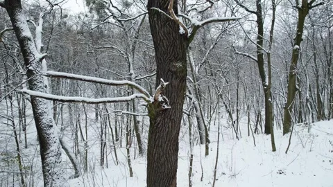 Old oak tree in mysterious winter forest Stock Footage 263119961