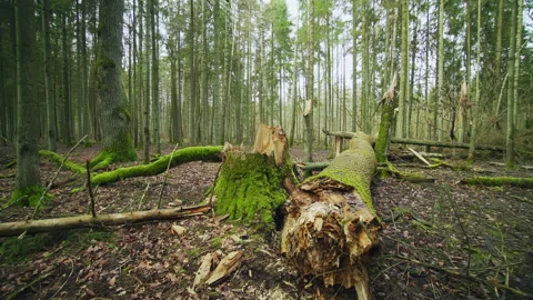 An old oak tree, overgrown with moss and lichen, broke in the storm. Stock Footage 225992479