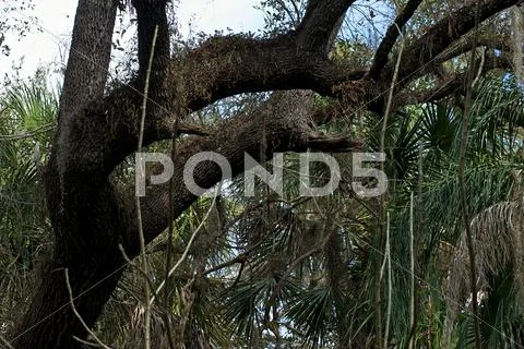 Old oak tree Stock Photos