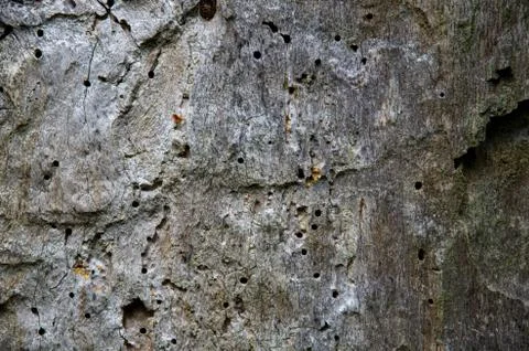 Old oak tree Stock Photos