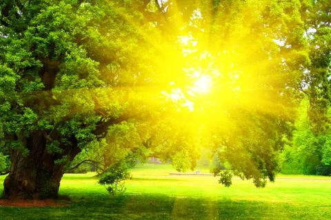 Old oak tree Stock Photos