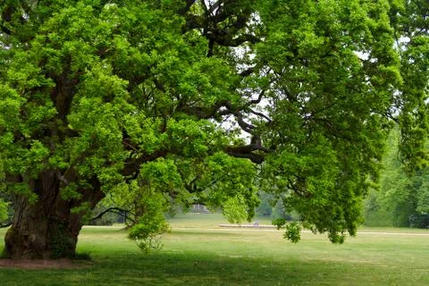 Old oak tree Foto stock