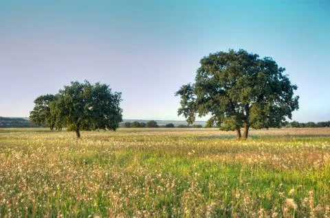 Old oak tree Stock Photos