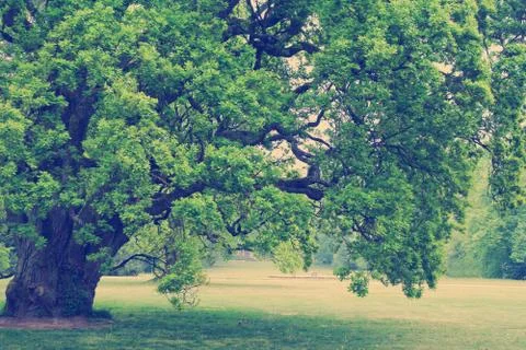 Old oak tree Foto stock