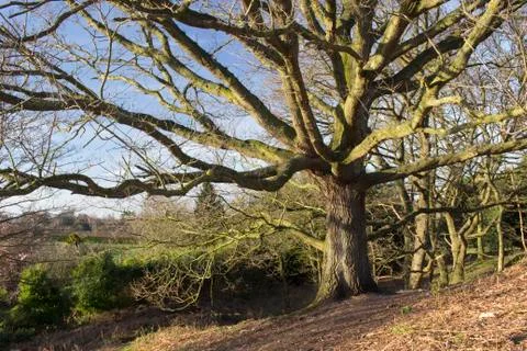 Old Oak Tree Stock Photos