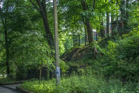 Old oak tree Stock Photos