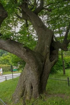 Old oak tree Stock Photos