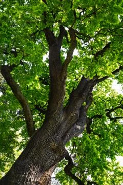 Old oak tree Stock Photos