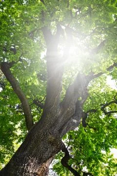 Old oak tree Stock Photos