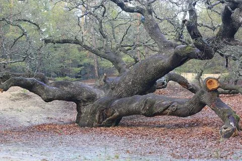 Old oak tree 스톡 사진