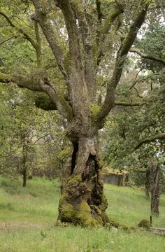 Old oak tree with pitted trunk, nature, trees and outdoors Stock Photos