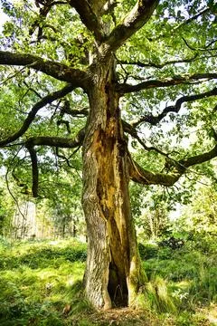 Old oak tree Quercus with split trunk Bavaria Germany Europe Stock Photos
