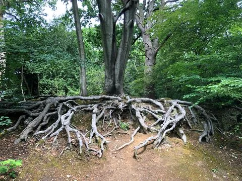 Old Oak tree roots Stock Photos