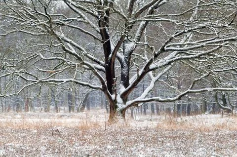 Old oak tree in snow during winter Stock Photos