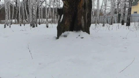 The old oak tree in a snowy forest Stock Footage 86595251