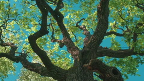 Old Oak Tree in Spring Foliage 4K Stock Footage 319022958