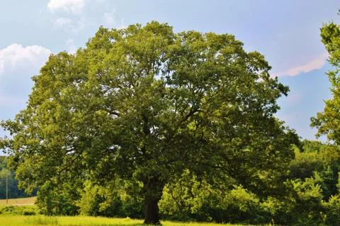 Old oak tree summer Stock Photos