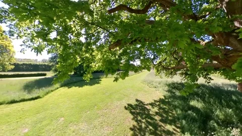 At an old Oak Tree in Summer - View Treetop, Branches and Leaves Video stock 276481681