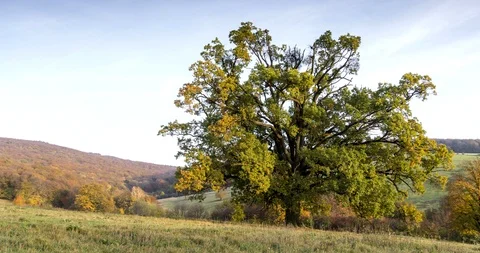 Old oak tree at sunset in autumn. Time lapse. Stock Footage 125430964