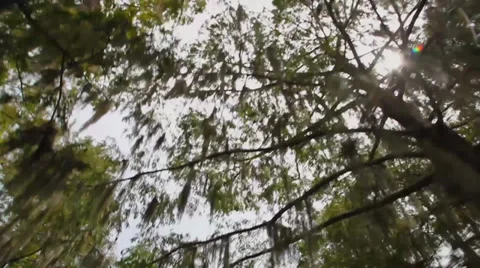 Old oak tree in swamp Vídeo Stock 27689661