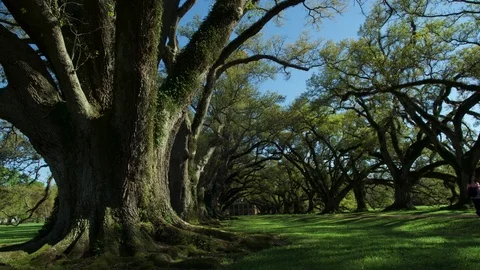 Old Oak Tree Timelapse Stock Footage 74958528