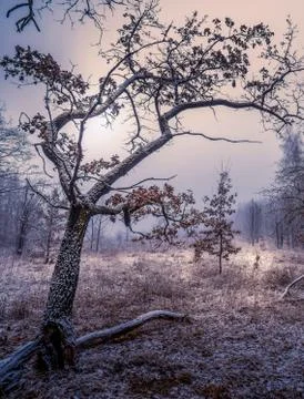 An old oak tree with two gnarled branches covered in snow Stock Photos