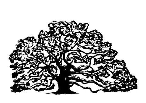 Old oak tree, on a white background Stock Illustration