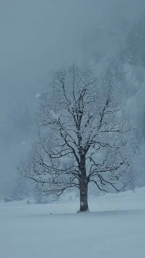 An old oak tree in winter during a snowfall, falling snow in a field with  Stock Footage 265799312