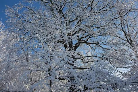 Old oak tree in winter forest on a sunny day.... old oak tree in winter fores Foto stock